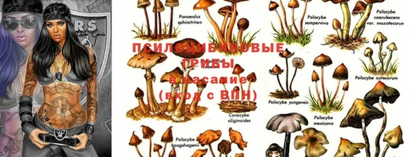 ГАЛЛЮЦИНОГЕННЫЕ ГРИБЫ Алзамай